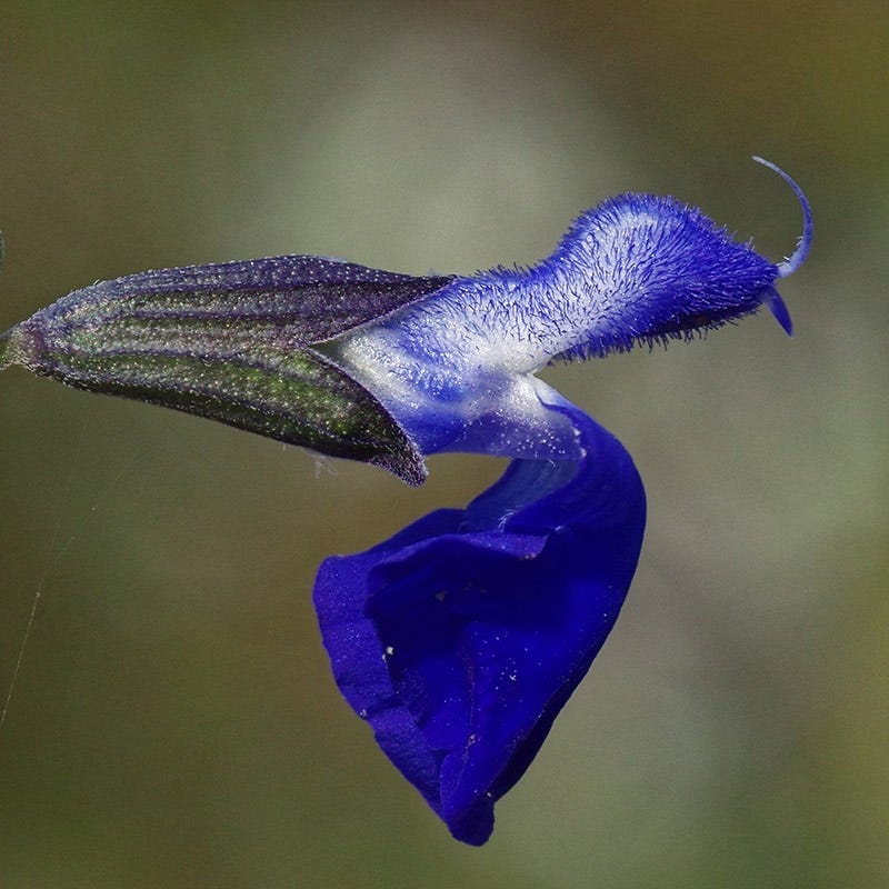 West Texas Grass Salvia - Image 4