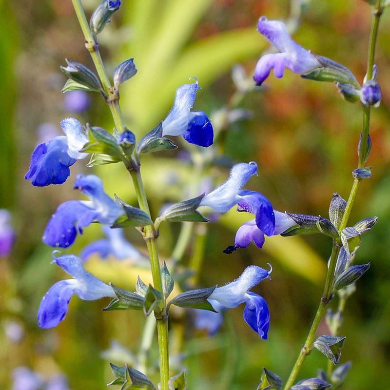 West Texas Grass Salvia - Image 6