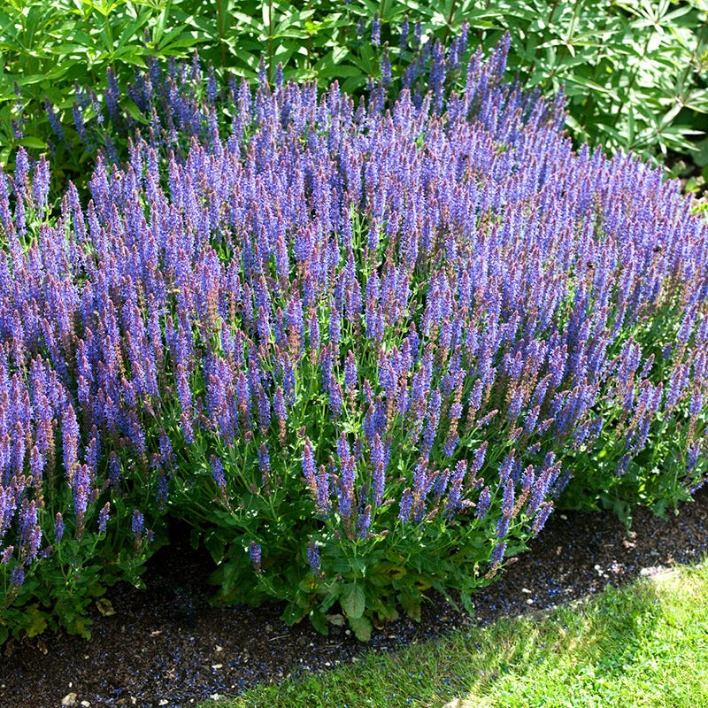 Blue Hill Salvia - Image 3