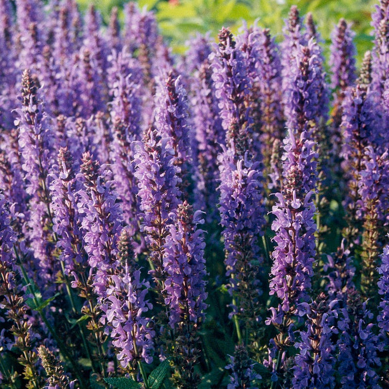 Blue Hill Salvia - Image 4
