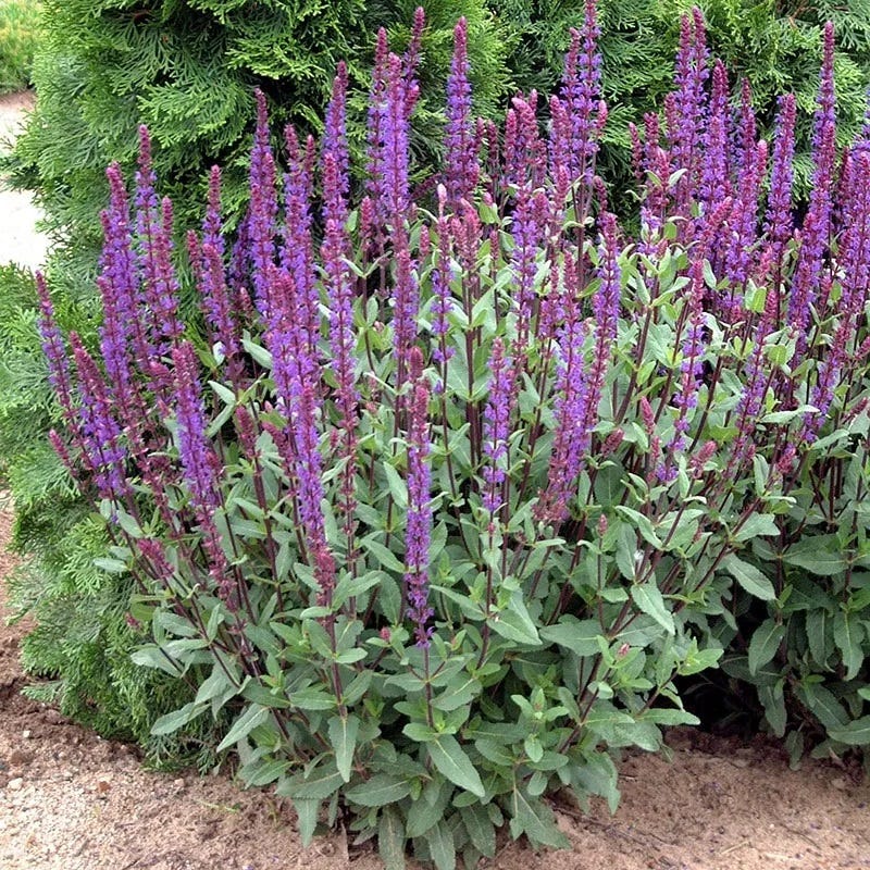 Caradonna Salvia - Image 3