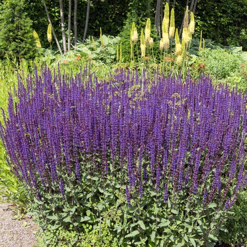 Caradonna Salvia - Image 6
