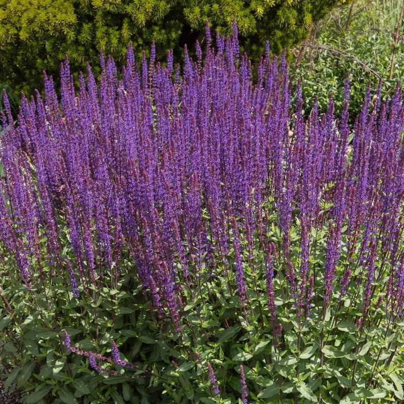 Caradonna Salvia - Image 7