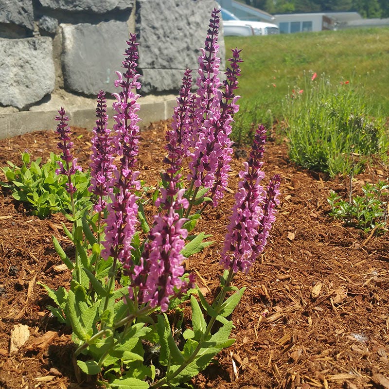 Lyrical™  Rose Salvia - Image 3