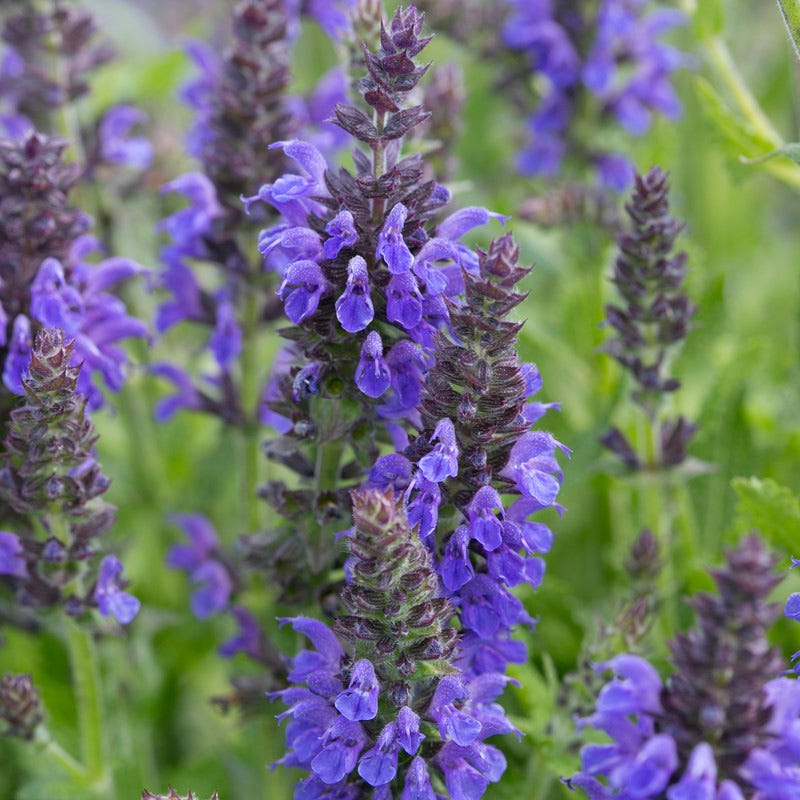 Marcus Dwarf Blue Salvia - Image 2