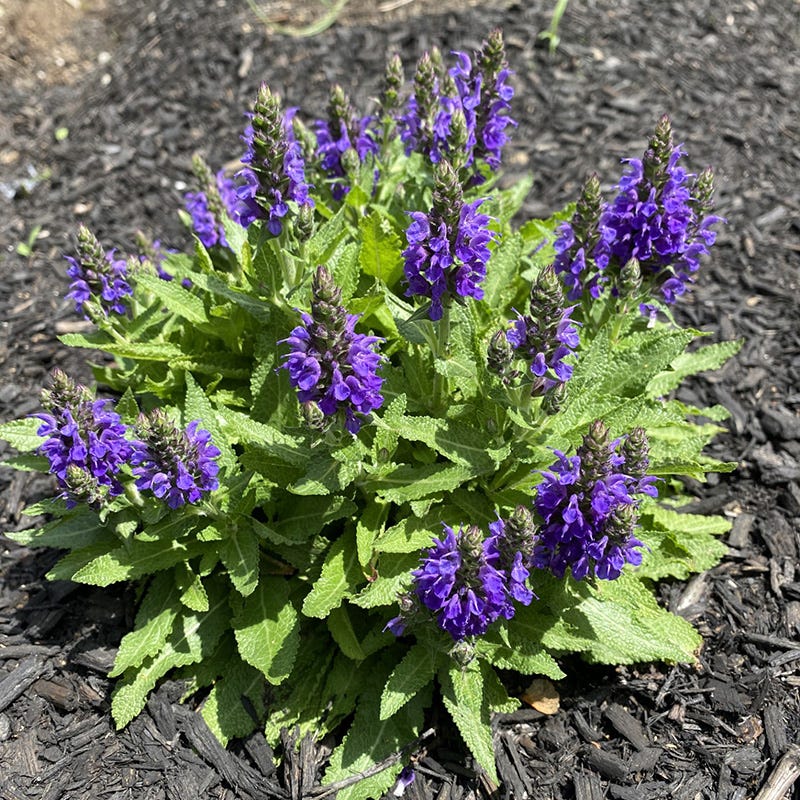 Marcus Dwarf Blue Salvia - Image 3