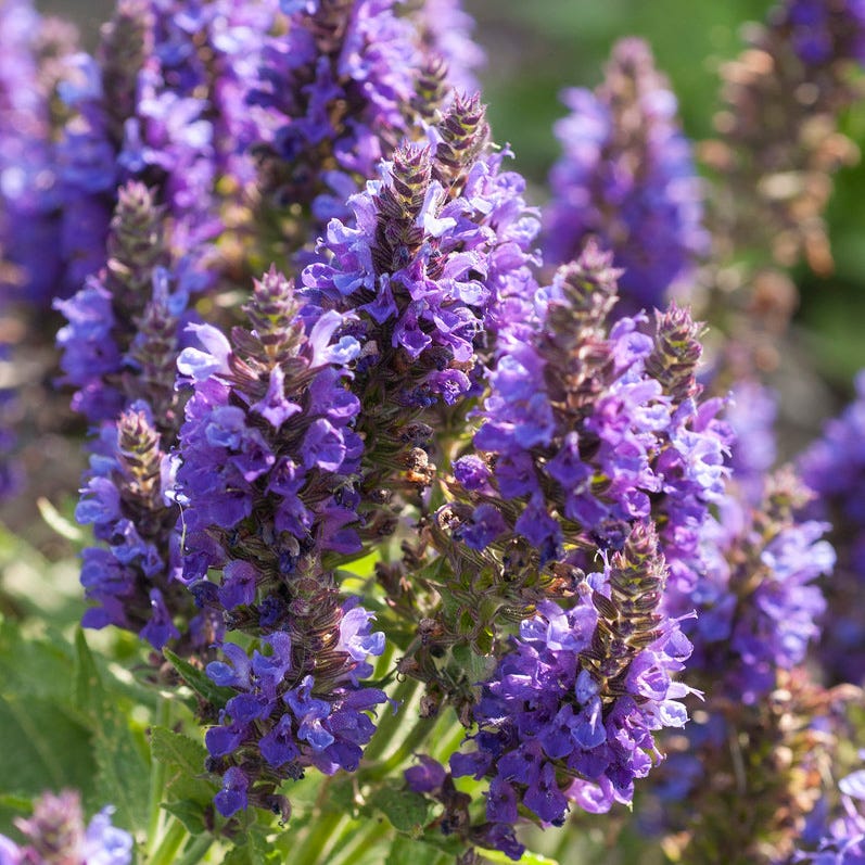 Marcus Dwarf Blue Salvia - Image 4
