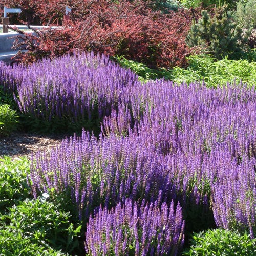 May Night Salvia - Image 3