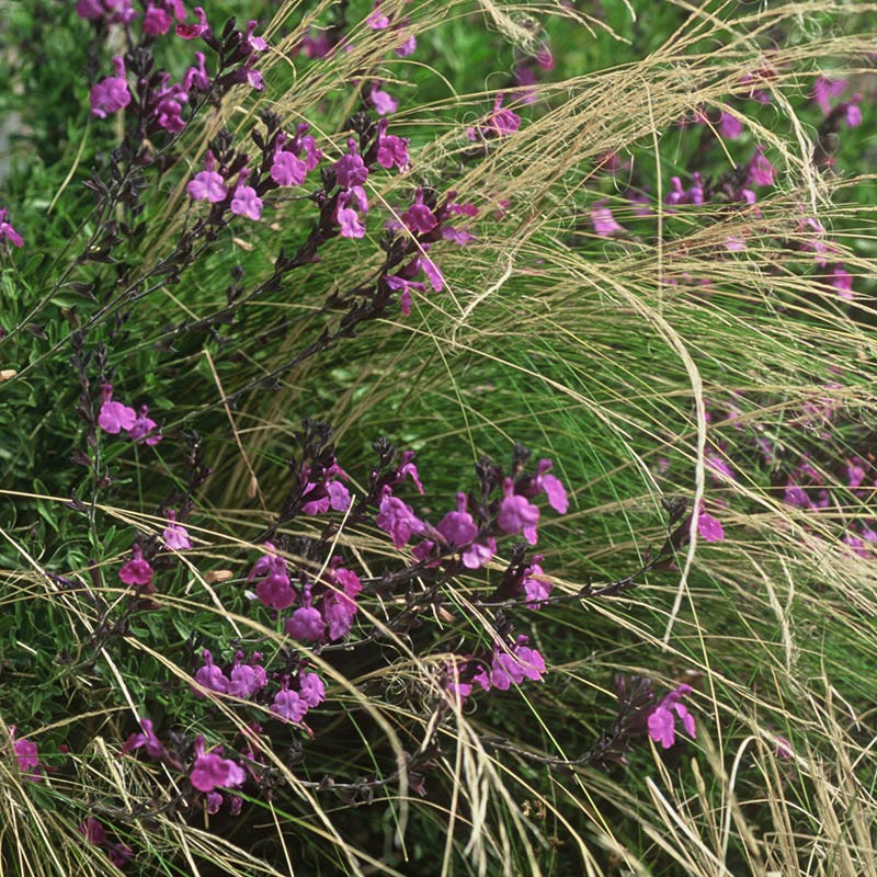 Ultra Violet Salvia - Image 4