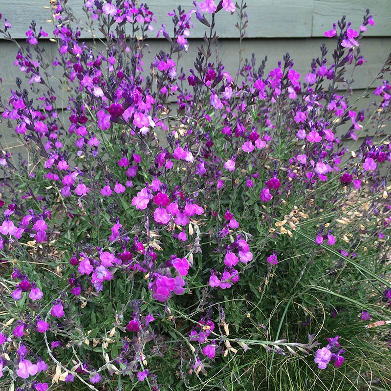 Ultra Violet Salvia - Image 5