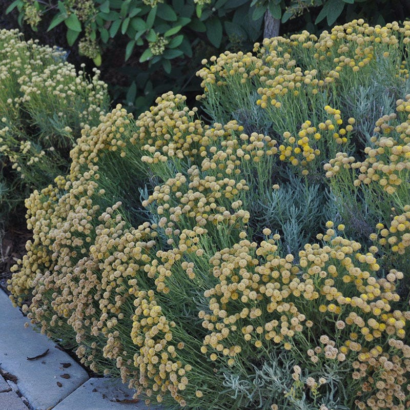 California Perennial Collection - Image 9