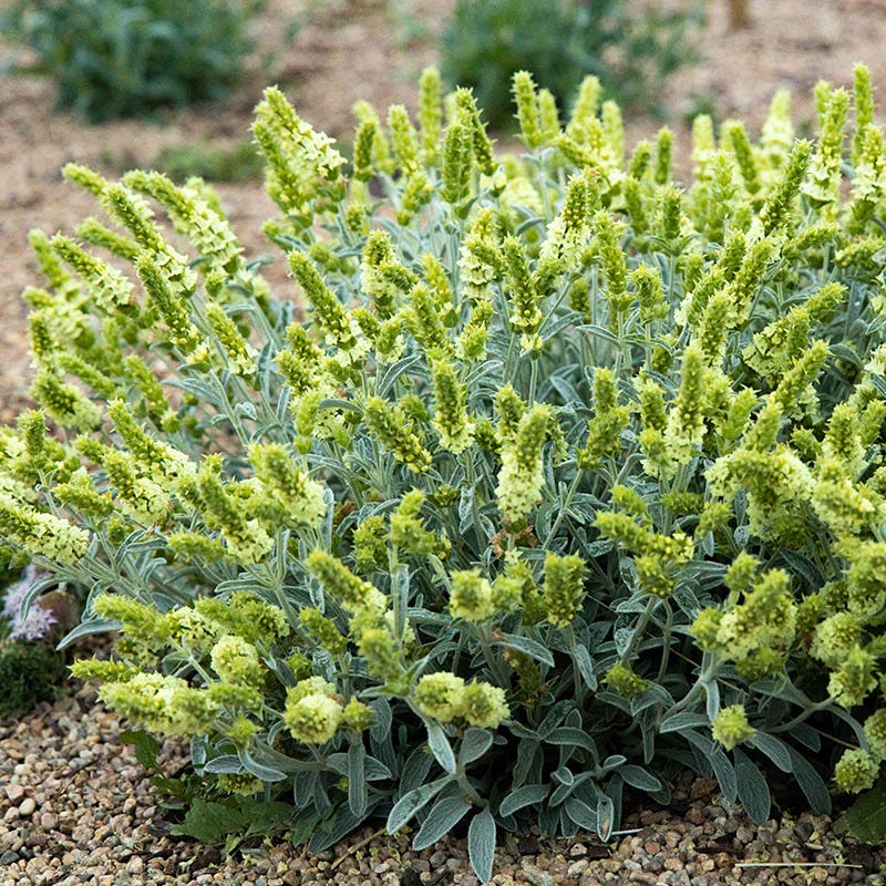 HOA Friendly Collection - Image 9