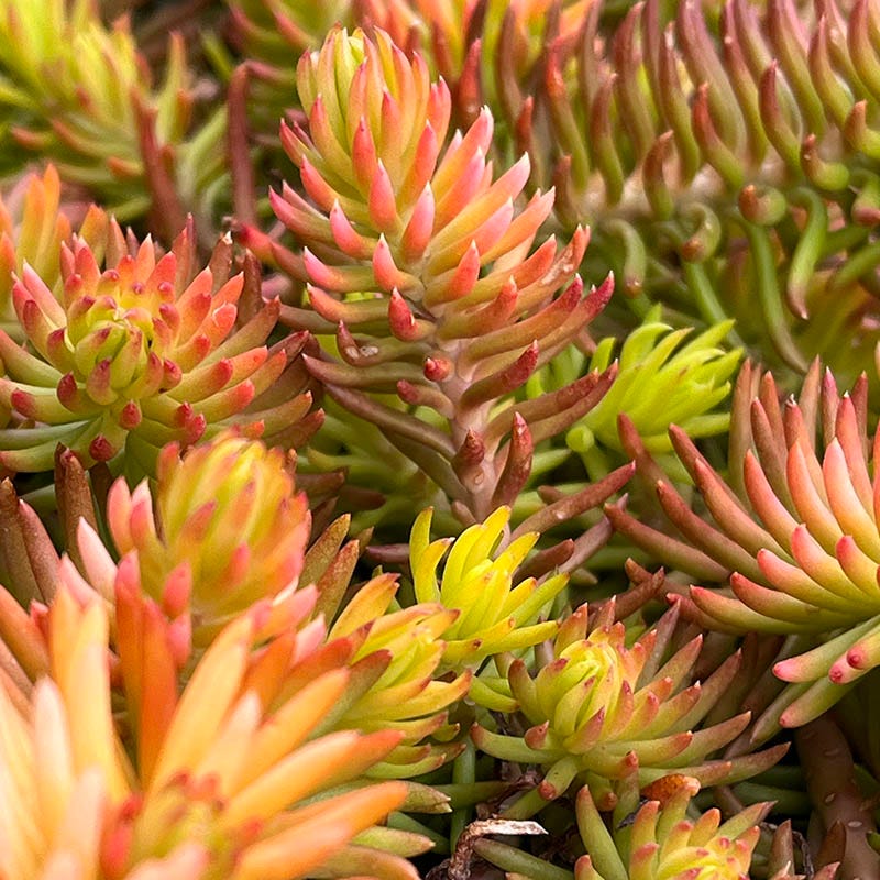 Angelina Sedum - Image 2