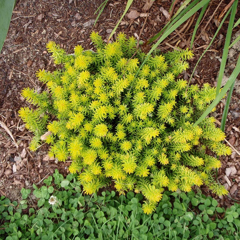 Angelina Sedum - Image 3