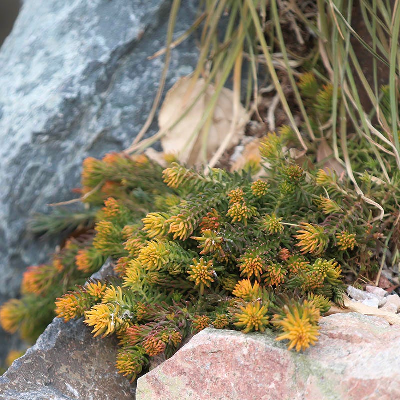 Angelina Sedum - Image 4