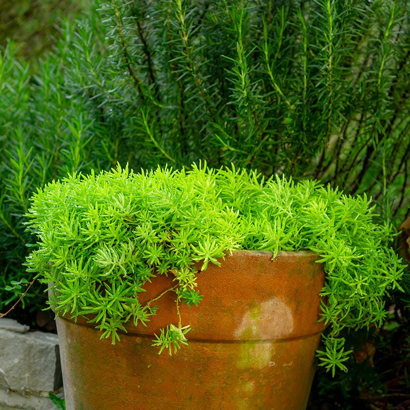 Angelina Sedum - Image 5