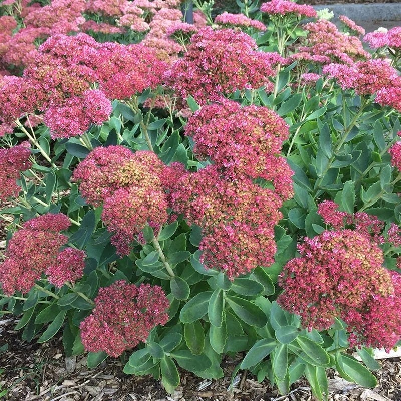 Autumn Fire Sedum - Image 2
