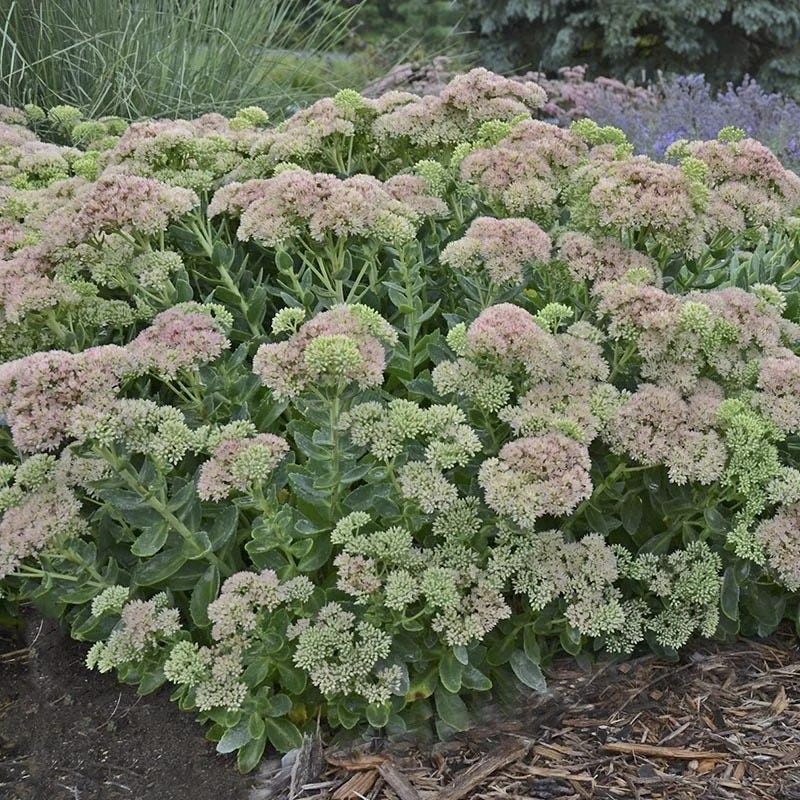 Autumn Fire Sedum - Image 5