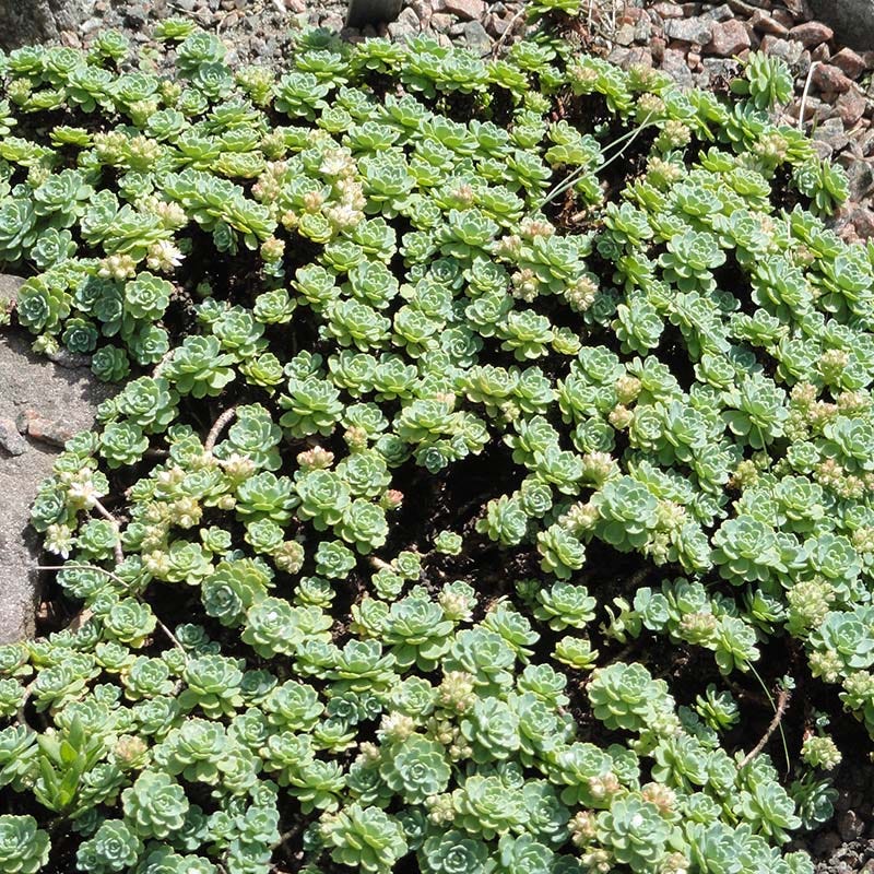 Succulent Groundcover Collection - Image 5