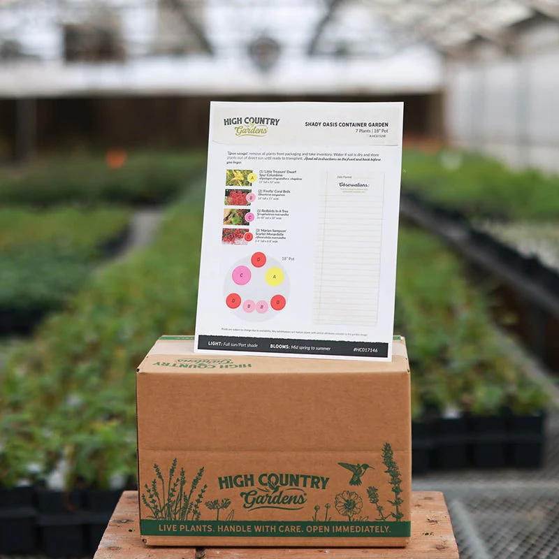 Shady Oasis Container Garden - Image 3