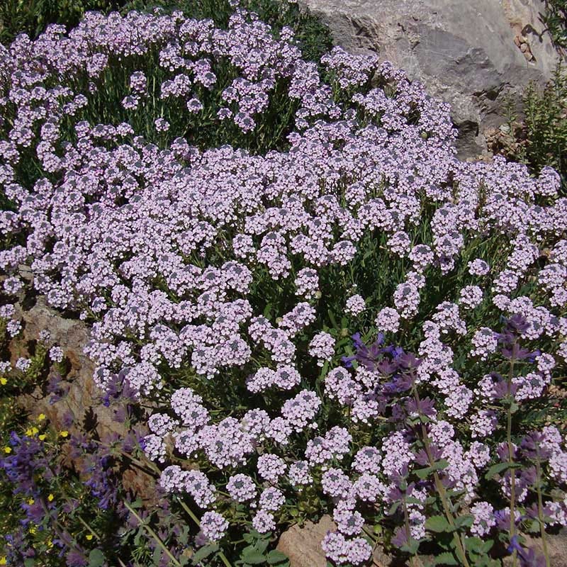 Soft Colors Inferno Strip Pre-Planned Garden - Image 10