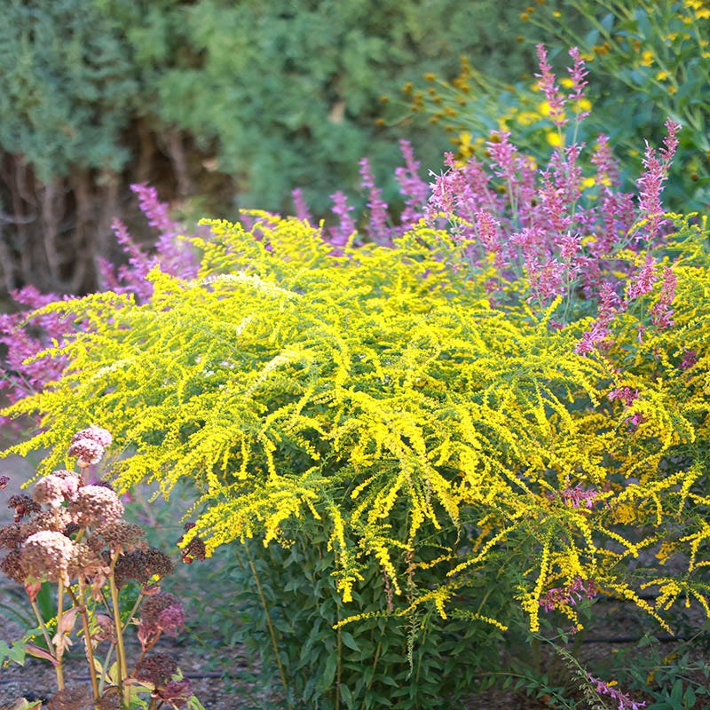 Fireworks Goldenrod (Solidago) - Image 2