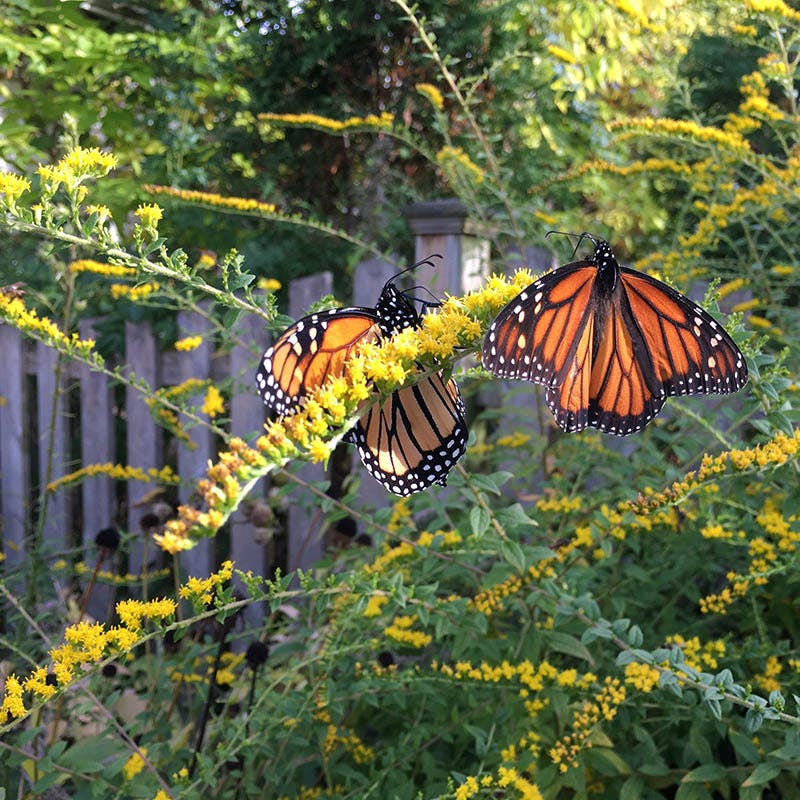 Fireworks Goldenrod (Solidago) - Image 3