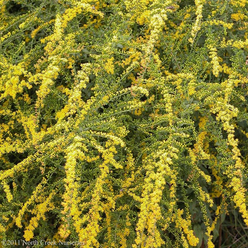 Fireworks Goldenrod (Solidago) - Image 4