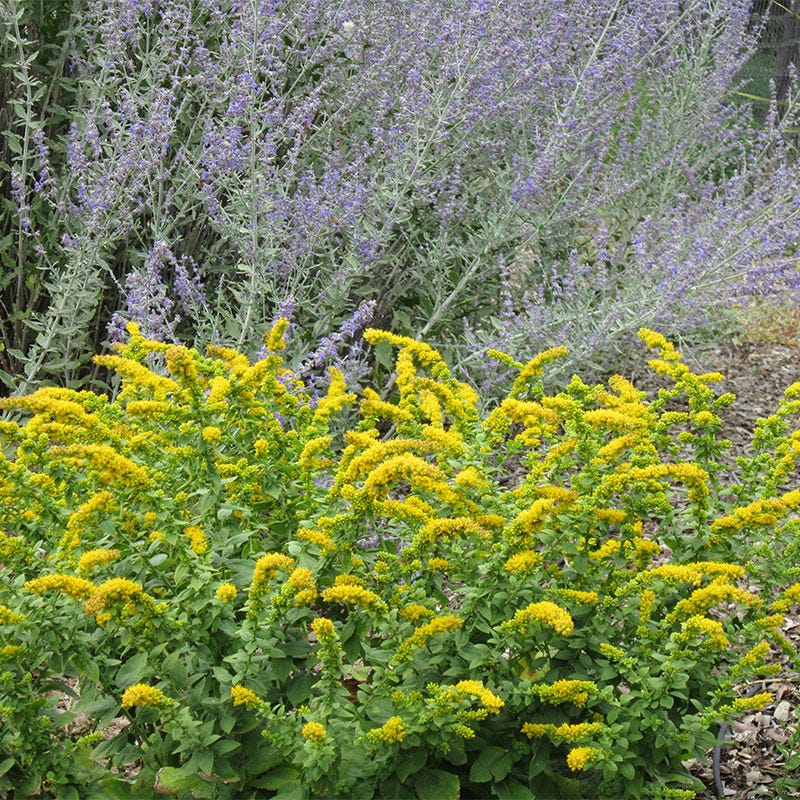 Golden Fleece Goldenrod (Solidago) - Image 2