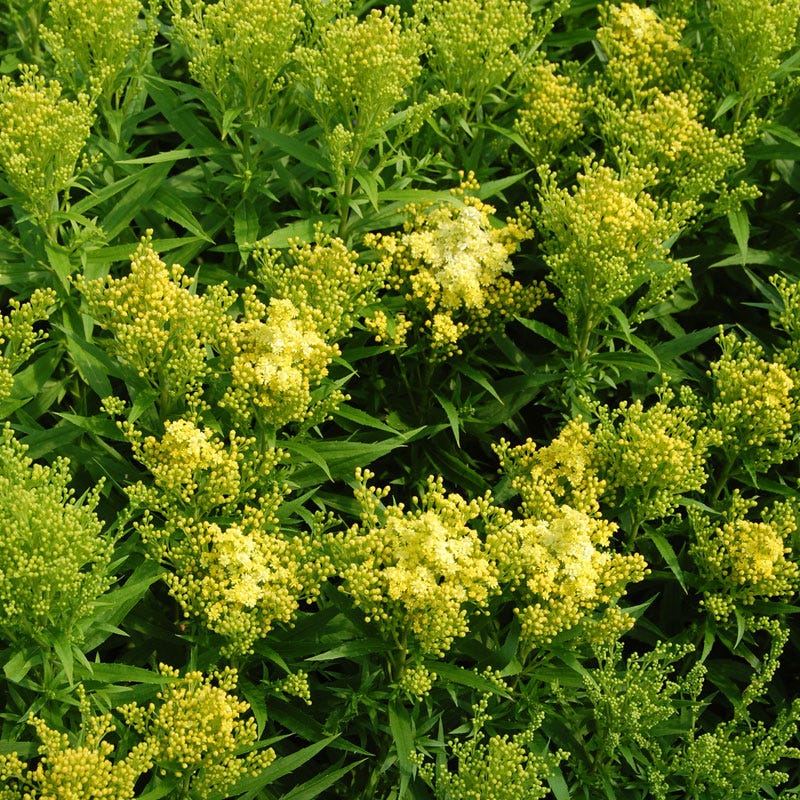 Little Lemon Goldenrod (Solidago) - Image 3