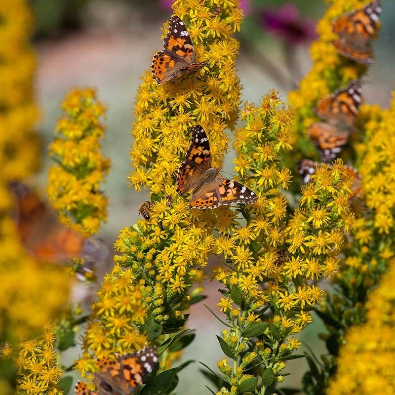 Native Southwest Songbird Pre-Planned Garden - Image 16