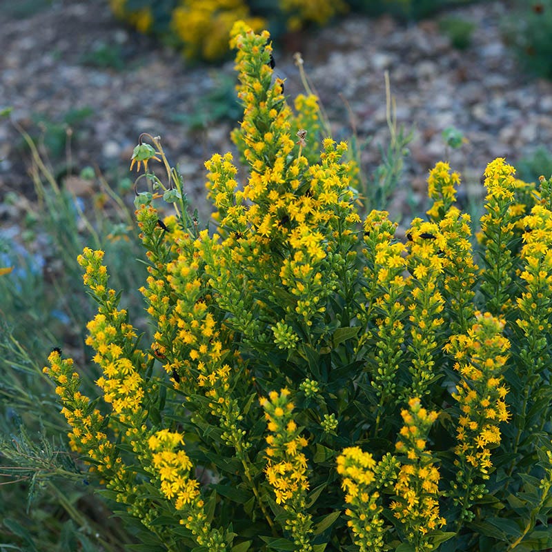 Golden Torch Goldenrod (Wichita Mountains Solidago) - Image 3