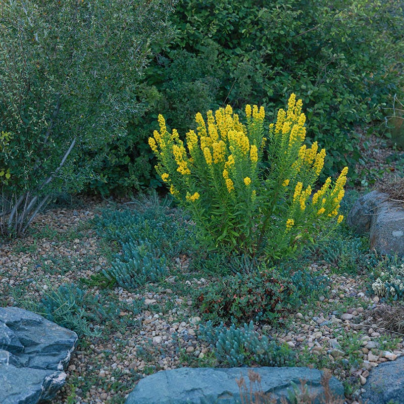 Golden Torch Goldenrod (Wichita Mountains Solidago) - Image 4