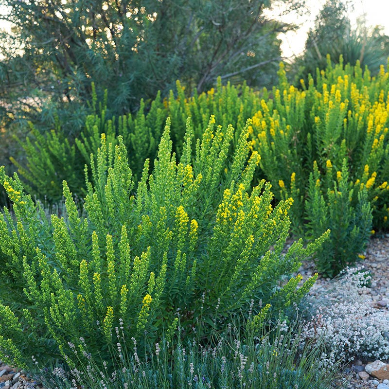 Golden Torch Goldenrod (Wichita Mountains Solidago) - Image 5