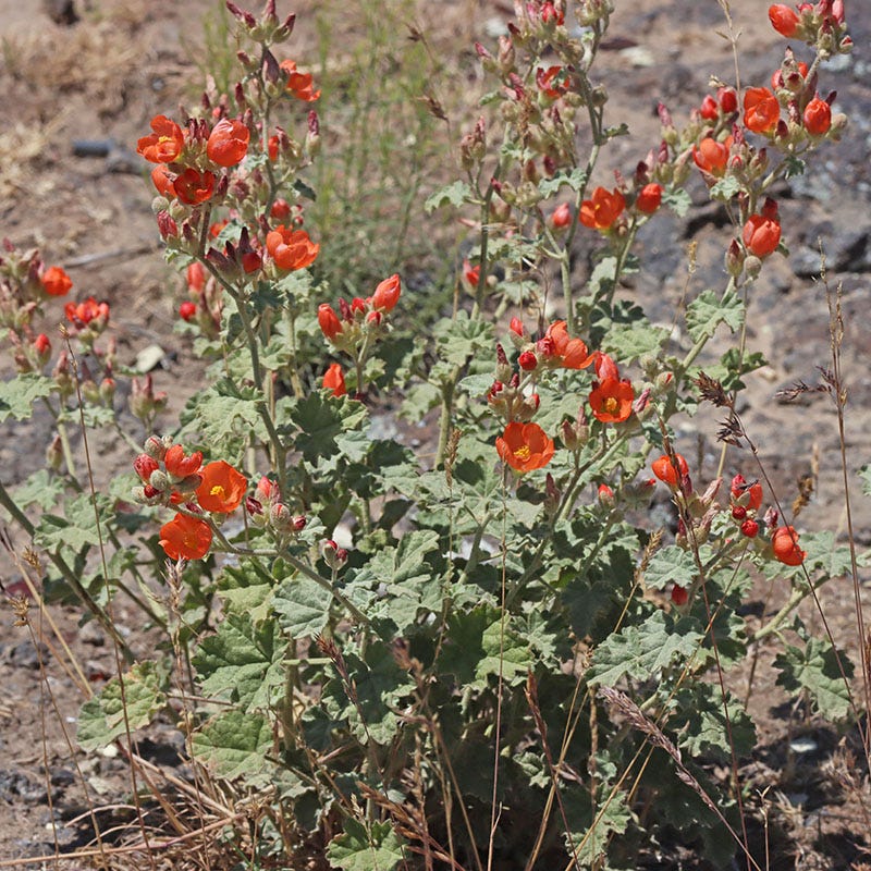 Some Like It Hot Collection - Image 4