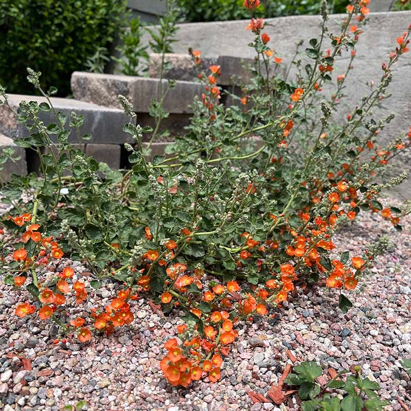 Munro's Globe Mallow (Sphaeralcea) - Image 2