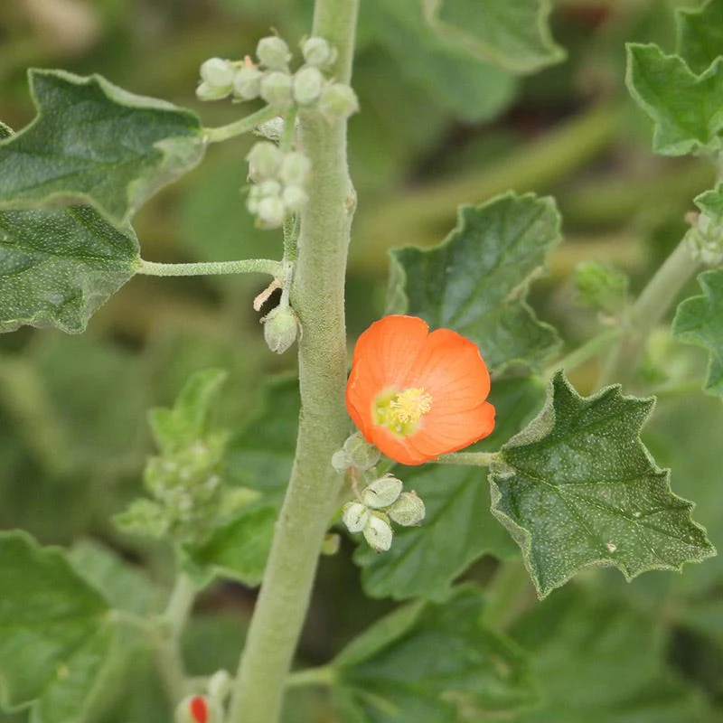 Munro's Globe Mallow (Sphaeralcea) - Image 3
