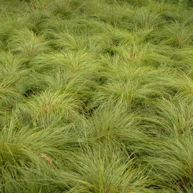 Prairie Dropseed Grass - Image 2