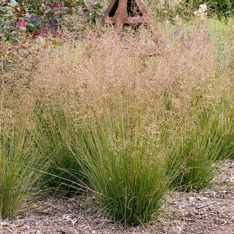 Prairie Dropseed Grass - Image 3