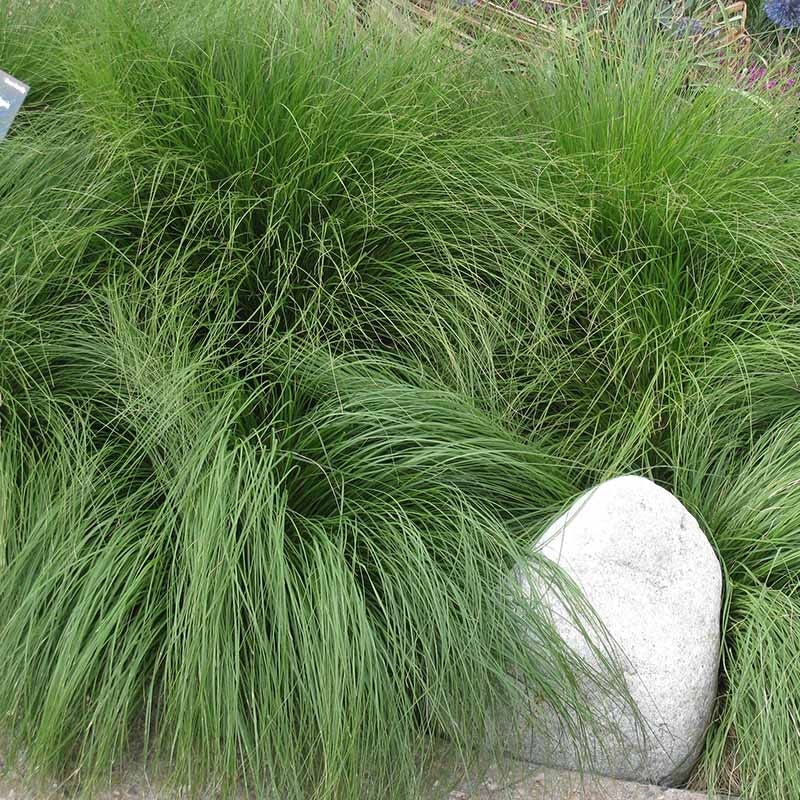 Prairie Dropseed Grass - Image 4