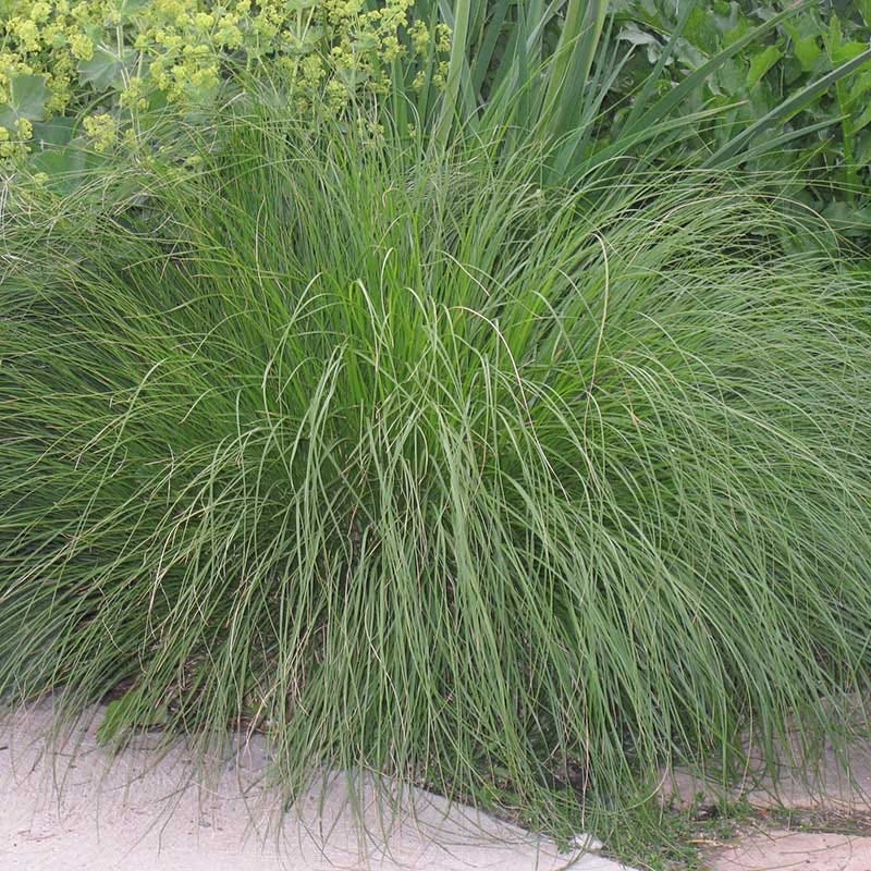 Prairie Dropseed Grass - Image 5