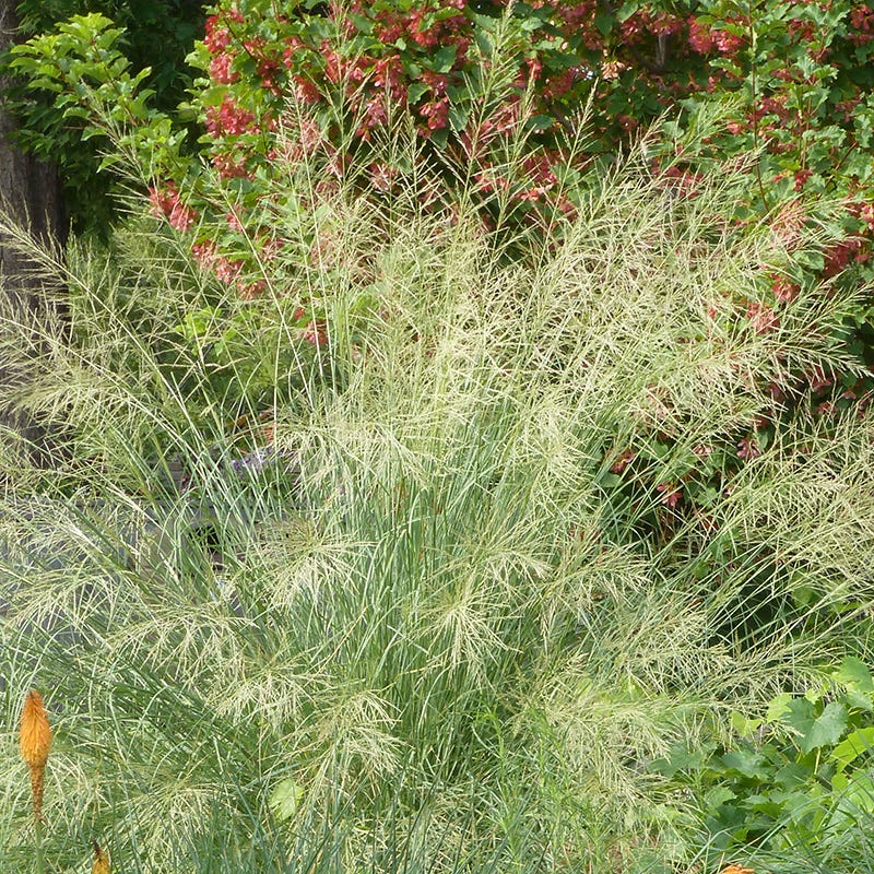 Windbreaker Giant Sacaton Grass - Image 2