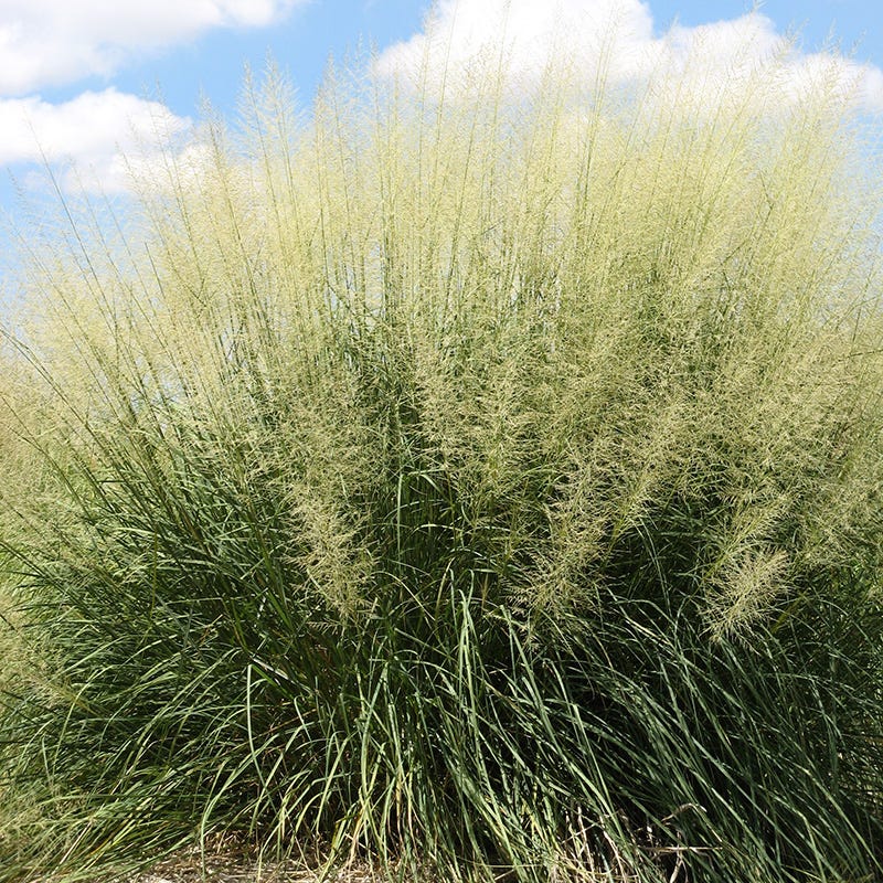 Windbreaker Giant Sacaton Grass - Image 3