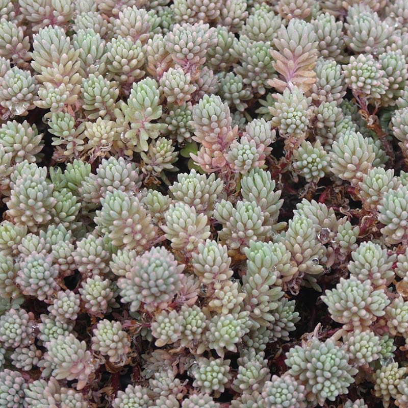 Succulent Groundcover Collection - Image 3