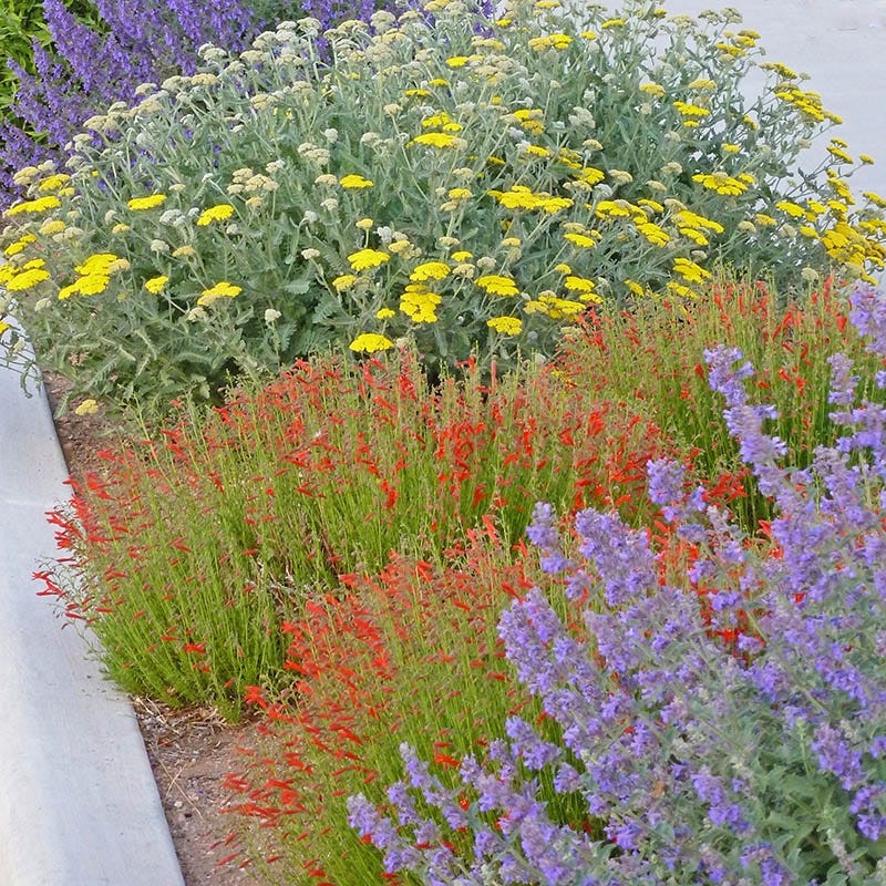 Summer Showstopper Pre-Planned Garden - Image 3