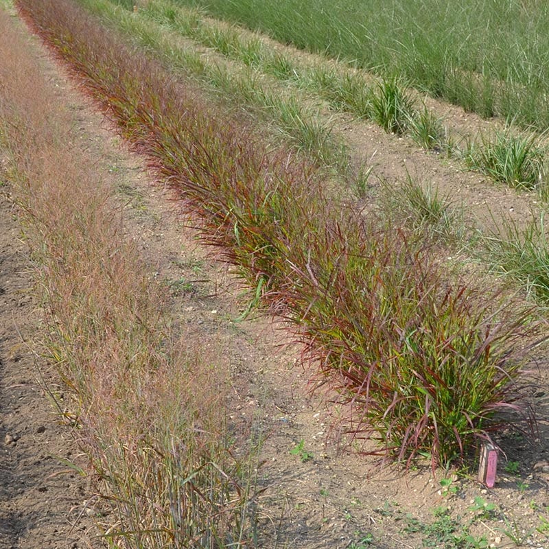 Red Flame Switchgrass - Image 2