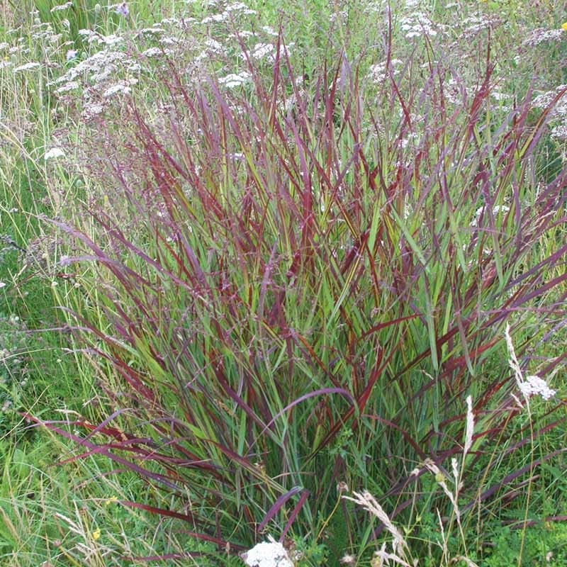 Shenandoah Switch Grass - Image 4