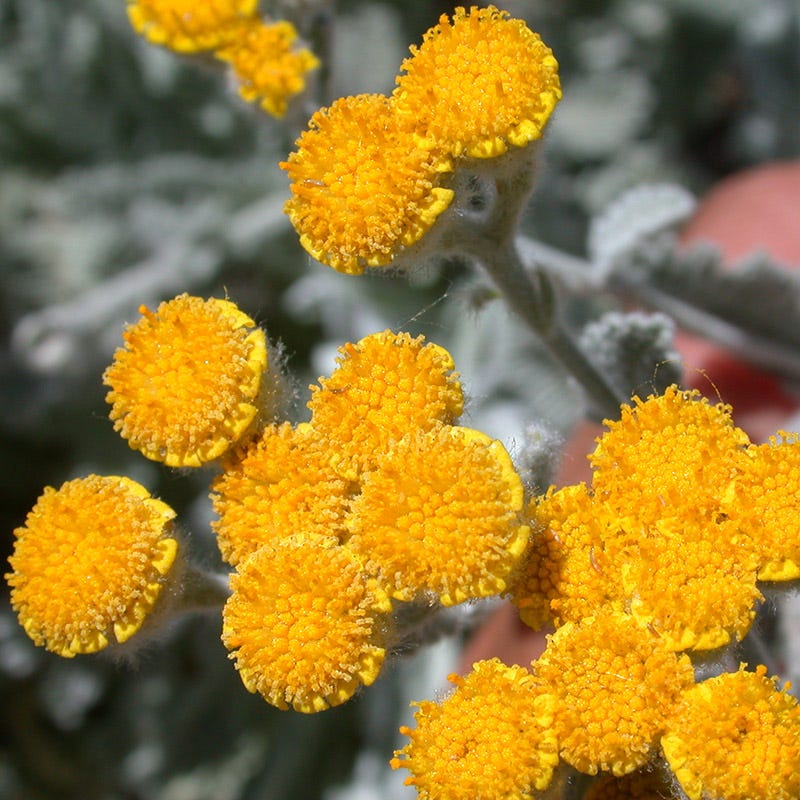 Partridge Feather (Tanacetum) - Image 2