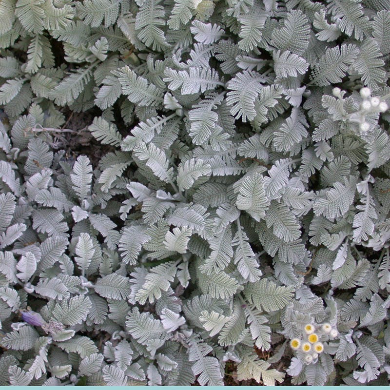 Partridge Feather (Tanacetum) - Image 4
