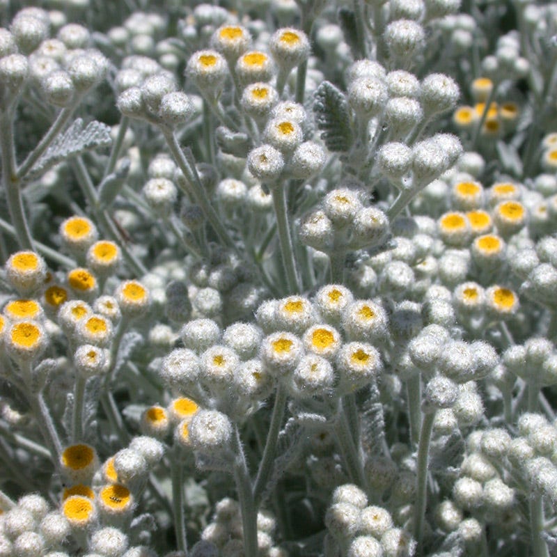 Partridge Feather (Tanacetum) - Image 5